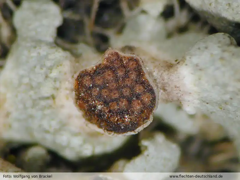 Habitus | Foto von Wolfgang von Brackel