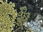 Rhizocarpon viridiatrum (Wulfen) Körb.