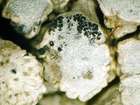 Sclerococcum montagnei Hafellner