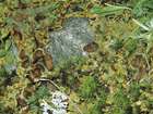 Solorina crocea (L.) Ach.