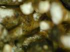 Sphaerellothecium minutum Hafellner