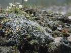 Thamnolia vermicularis (Sw.) Schaer.