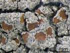 Caloplaca ammiospila (Wahlenb.) H. Olivier